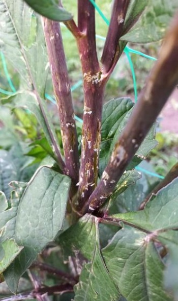 202366650 4779889795371493 1156645588372352087 n