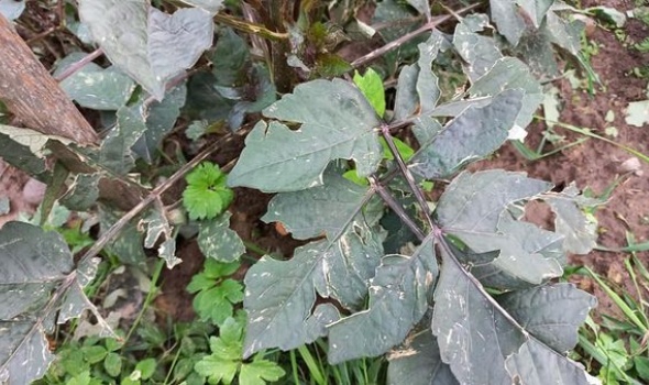 206521668 4779889958704810 6461178273756989374 n