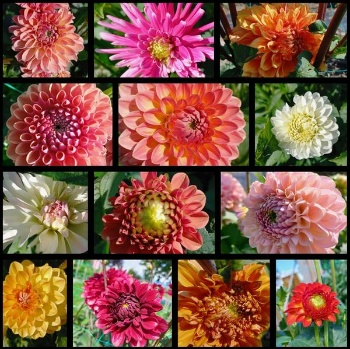 213809000 4822529384440867 8884139707679305875 n