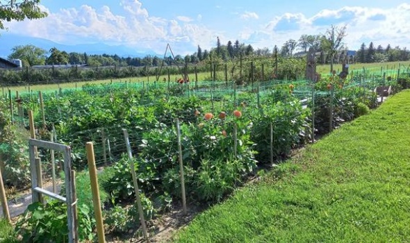 215664306 4822529267774212 7851811621543441250 n