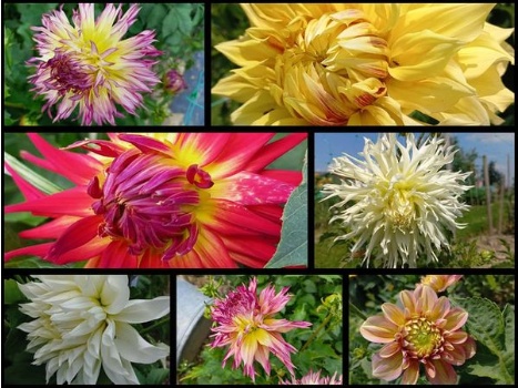 219320737 4857711330922672 8149065260491216125 n