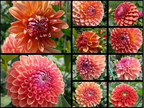 220234590 4857710967589375 64946167517480081 n