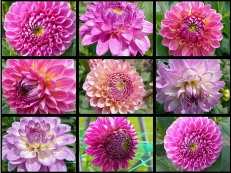 220252784 4857710794256059 8417935928177862539 n 220252784 4857710794256059 8417935928177862539 n