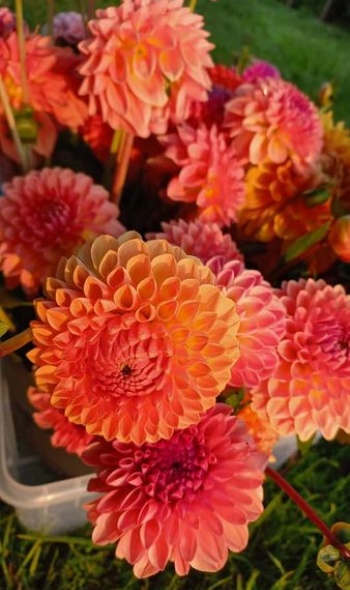 222347817 4289460361111775 5878123347806939685 n 222347817 4289460361111775 5878123347806939685 n