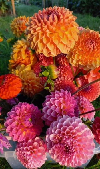 222569383 4289460341111777 6518672387201443208 n