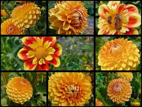 222699866 4857711224256016 2580413007898011995 n