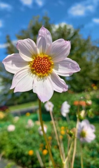 229110857 4904319309595207 3737305750347334198 n 229110857 4904319309595207 3737305750347334198 n