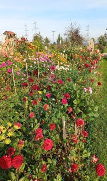 245005807 5115057741854695 6706530974739336796 n