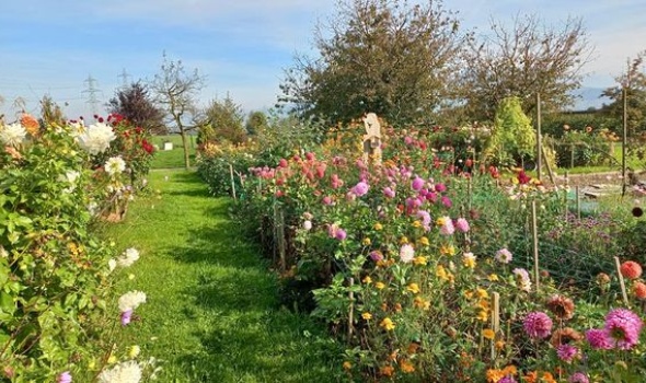 245133323 5115058148521321 5752604424074478778 n