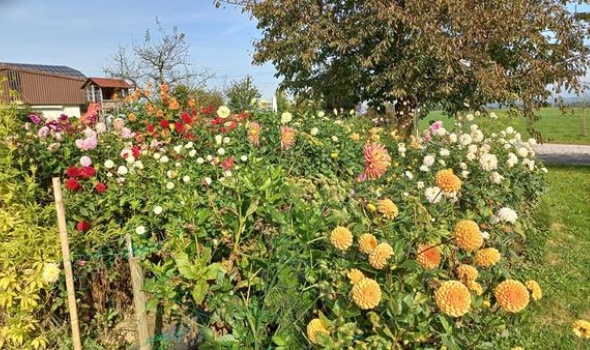 245328416 5115057928521343 8882067238356193192 n 245328416 5115057928521343 8882067238356193192 n