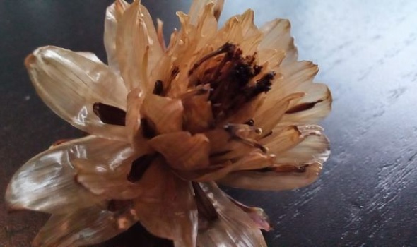 269265416 5353267134700420 7884221174563399467 n 269265416 5353267134700420 7884221174563399467 n