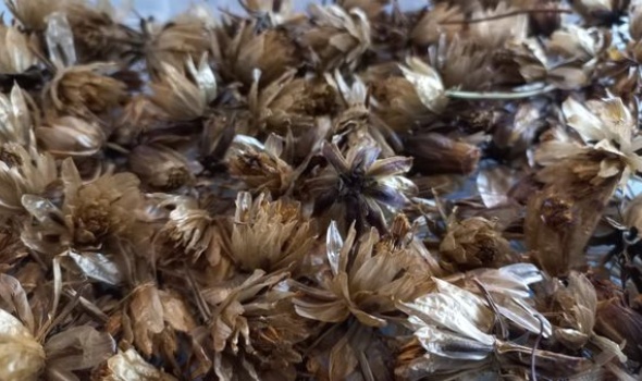 269279331 5353267484700385 2370462772491014328 n