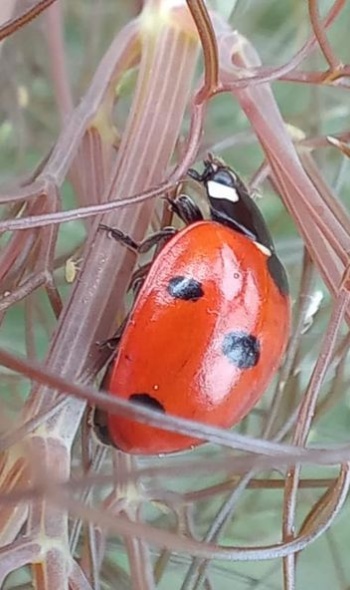 283402209 5849533831740412 7698816903085142785 n 283402209 5849533831740412 7698816903085142785 n