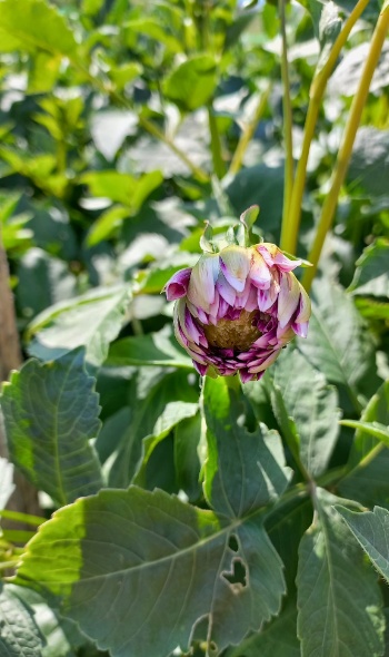 287274431 5934155379944923 770525097192188606 n