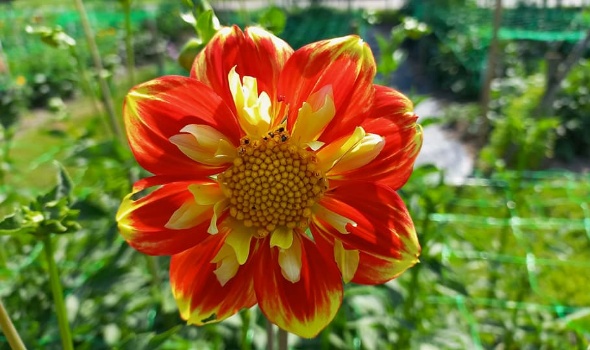 287998336 5934154589945002 8593223719855882602 n 287998336 5934154589945002 8593223719855882602 n