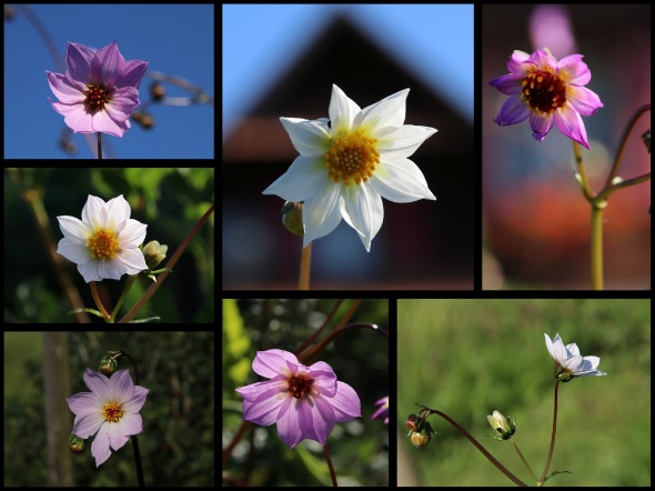 289797484 5975393442487783 6679271213521792014 n