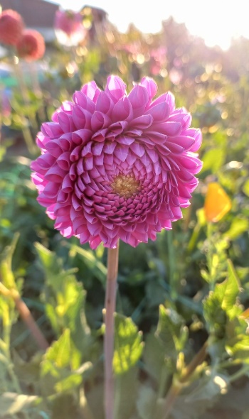 293593363 6022423244451469 6544062158835102967 n 293593363 6022423244451469 6544062158835102967 n