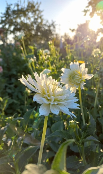 293597211 6022422554451538 8017692360306347960 n