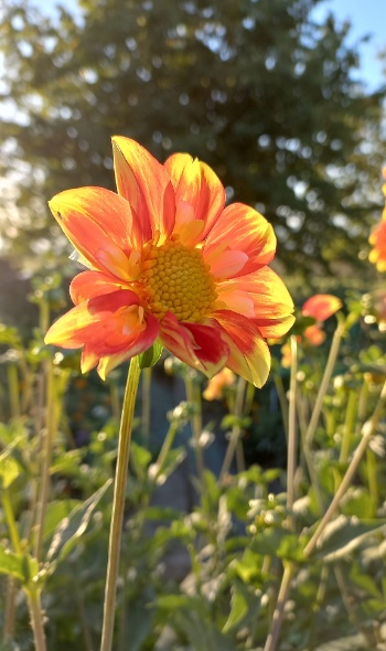 293601177 6022422704451523 6743712983119169771 n