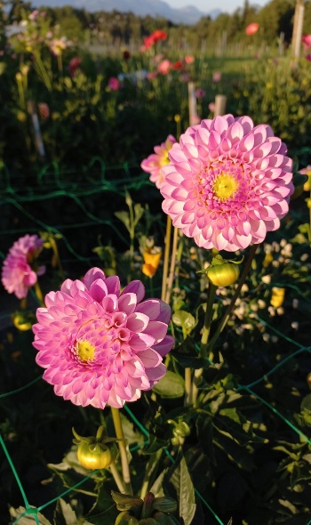 293606449 6022423424451451 65143015617076110 n