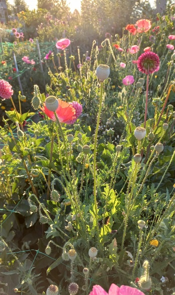 293625754 6022423097784817 7011424370000957981 n