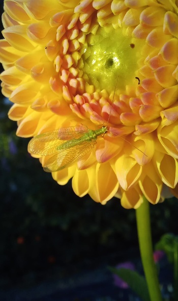 293767694 6022422867784840 5147541452441558758 n