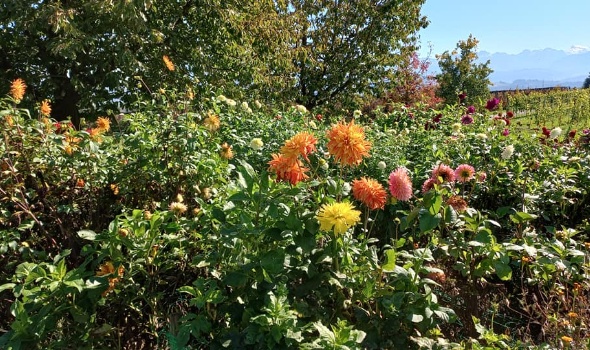 311154624 583230216933853 4030645879069401266 n 311154624 583230216933853 4030645879069401266 n