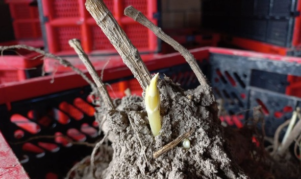 336650896 531497802518690 5347861000265912023 n 336650896 531497802518690 5347861000265912023 n