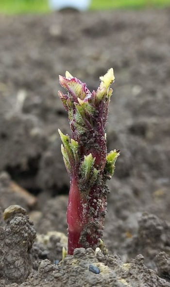 342803777 229796529694637 8975632552737873539 n 342803777 229796529694637 8975632552737873539 n