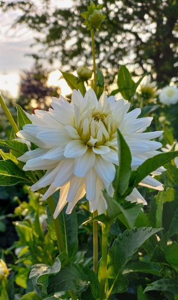 365755732 786710963252443 7082718404831635160 n 365755732 786710963252443 7082718404831635160 n