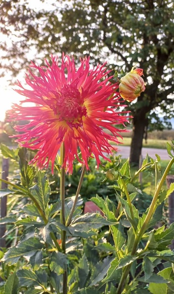 366533696 786710903252449 6972078314747794636 n