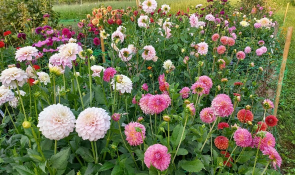 368019041 791869886069884 3593824207588214965 n 368019041 791869886069884 3593824207588214965 n