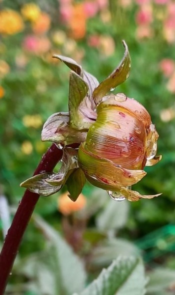 371777318 797740925482780 319687764143431608 n 371777318 797740925482780 319687764143431608 n