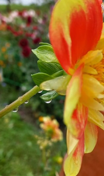 371953830 797741085482764 659644388136176261 n