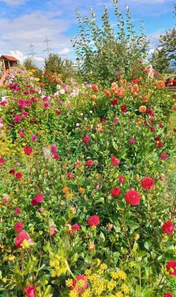 382445900 812057790717760 2867064545751974845 n