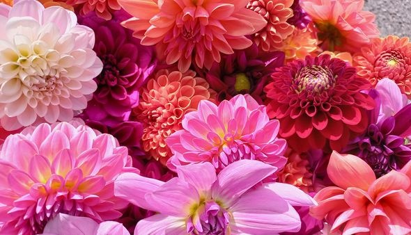 384771936 814927727097433 3040761085010084171 n