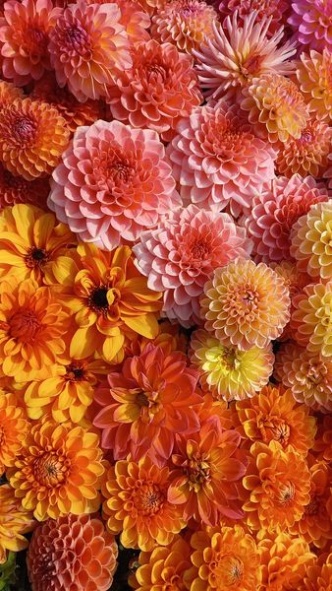 386623997 818472740076265 7055669626894560683 n