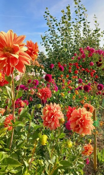 391679293 822438169679722 1498280831517198192 n